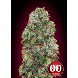 Bubble Gum Feminizada de 00 Seeds