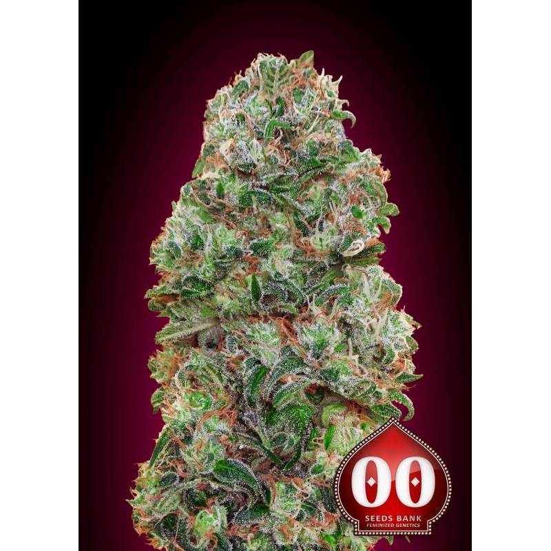 Bubble Gum Feminizada de 00 Seeds