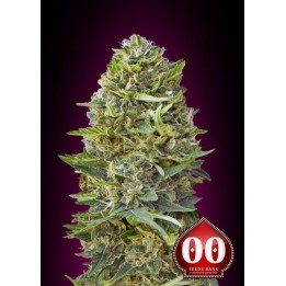 Caramel Kush Feminizada de 00 Seeds