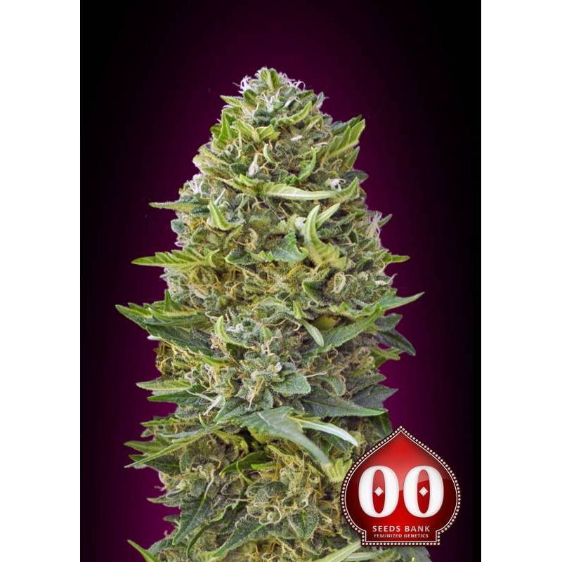 Caramel Kush Feminizada de 00 Seeds