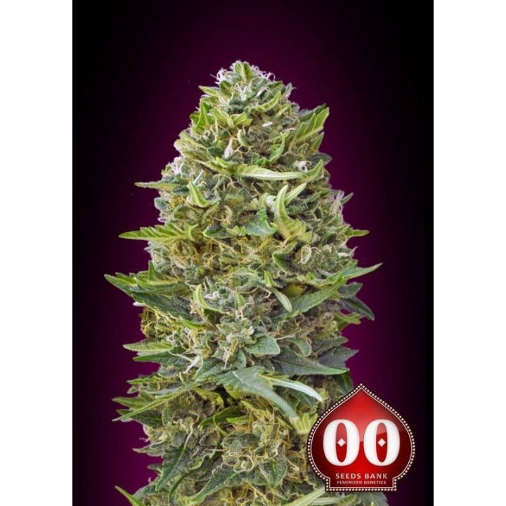 Caramel Kush Feminizada de 00 Seeds