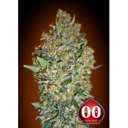 Cheese Berry Feminizada de 00 Seeds