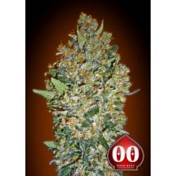 Cheese Berry Feminizada de 00 Seeds