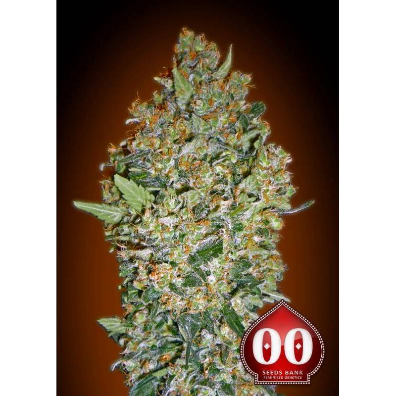 Cheese Berry Feminizada de 00 Seeds