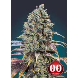 Chocolate Cream Feminizada de 00 Seeds