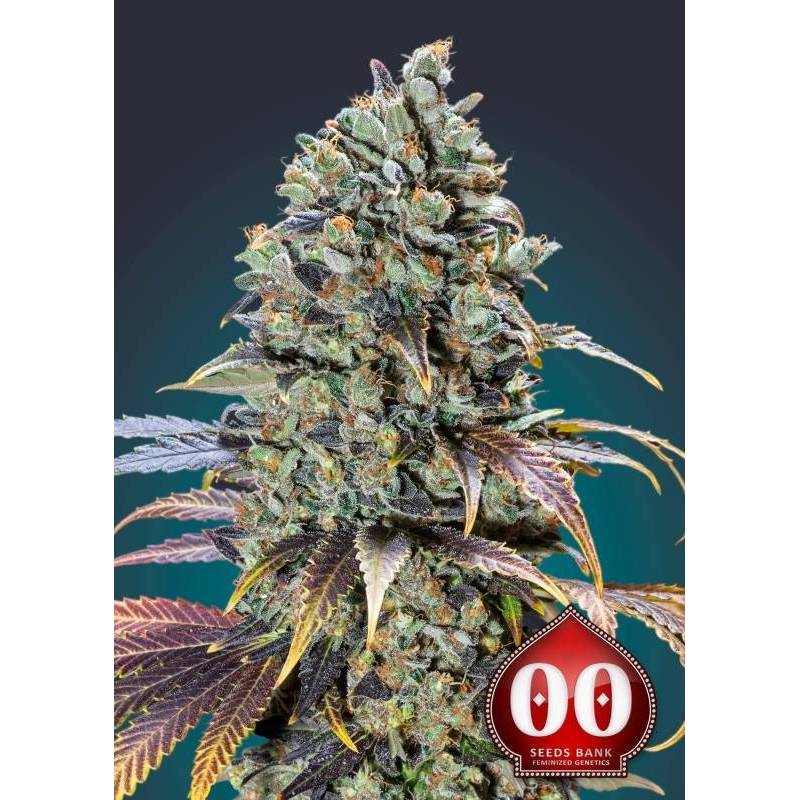 Chocolate Cream Feminizada de 00 Seeds