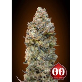 Chocolate Skunk Feminizada de 00 Seeds