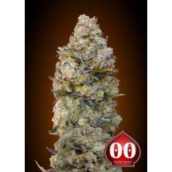 Chocolate Skunk Feminizada de 00 Seeds