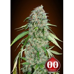 Chocolate Skunk CBD Feminizada de 00 Seeds