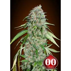 Chocolate Skunk CBD Feminizada de 00 Seeds