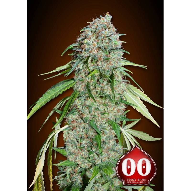 Chocolate Skunk CBD Feminizada de 00 Seeds