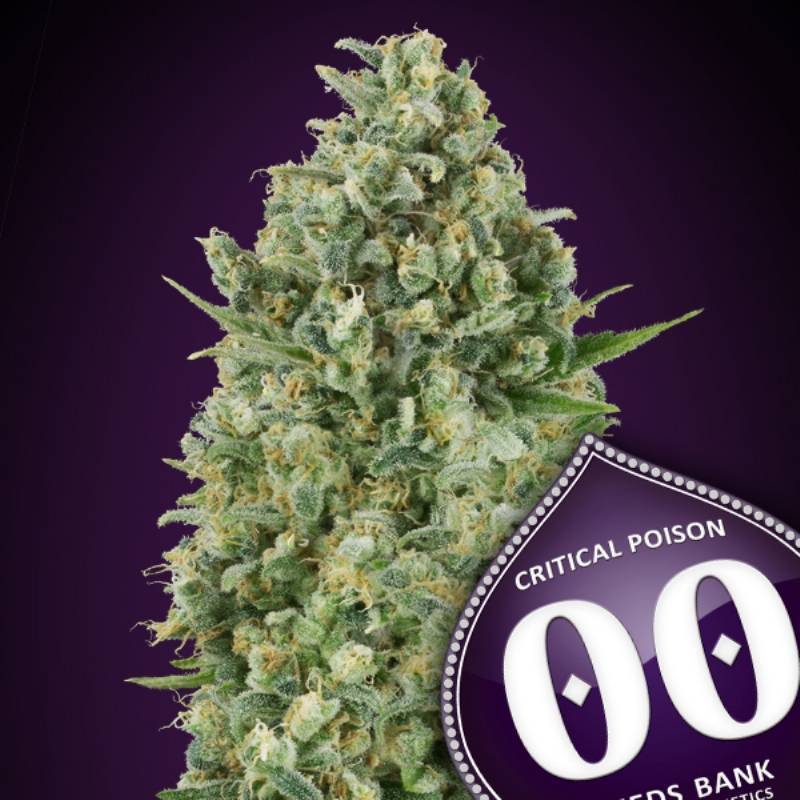 Critical Poison Feminizada de 00 Seeds