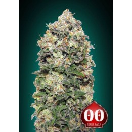 Northern Lights Feminizada de 00 Seeds
