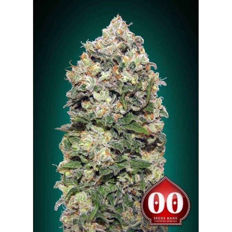 Northern Lights Feminizada de 00 Seeds