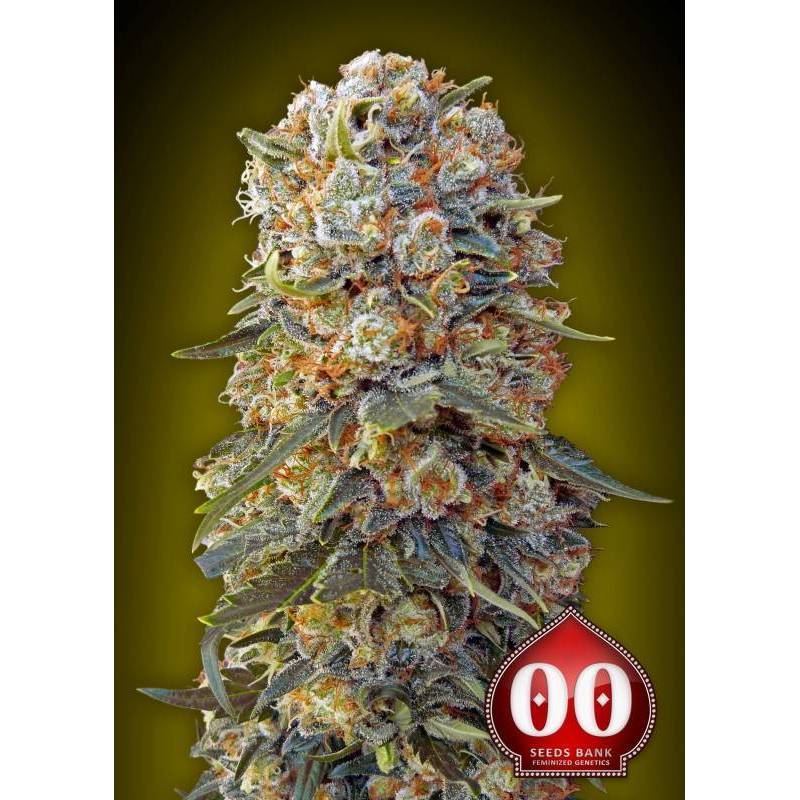 Sweet Critical Feminizada de 00 Seeds