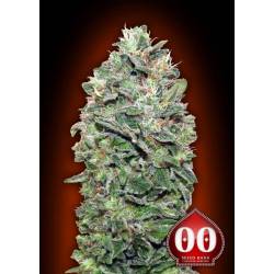 Sweet Soma Feminizada de 00 Seeds