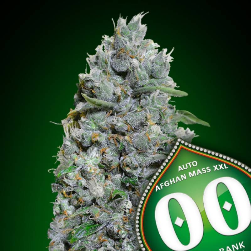 Afghan Mass XXL Autofloreciente Feminizada de 00 Seeds