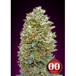 Bubble Gum Autofloreciente Feminizada de 00 Seeds