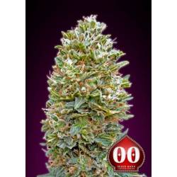 Bubble Gum Autofloreciente Feminizada de 00 Seeds