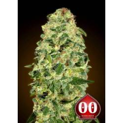 California Kush Autofloreciente Feminizada de 00 Seeds