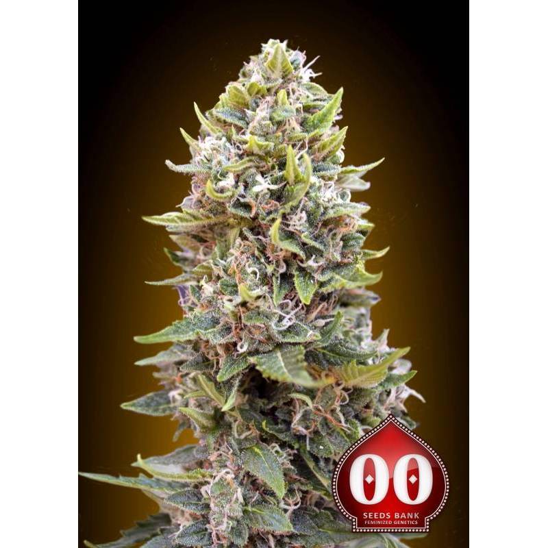 Cheese Berry Autofloreciente Feminizada de 00 Seeds