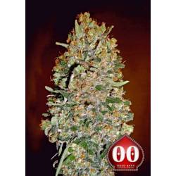 Chocolate Skunk Autofloreciente Feminizada de 00 Seeds