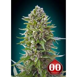 Northern Lights Autofloreciente Feminizada de 00 Seeds