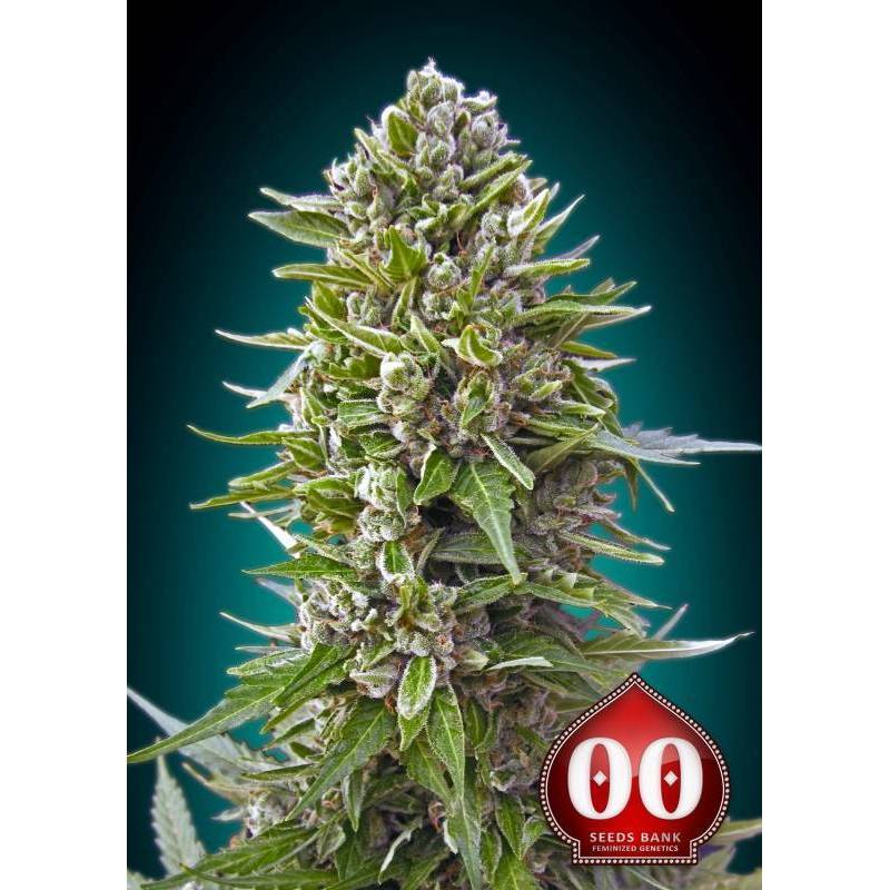 Northern Lights Autofloreciente Feminizada de 00 Seeds