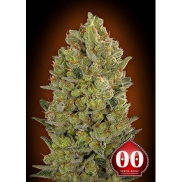 00 Cheese Feminizada de 00 Seeds