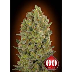 00 Cheese Feminizada de 00 Seeds