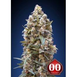 00 Kush Autofloreciente Feminizada de 00 Seeds