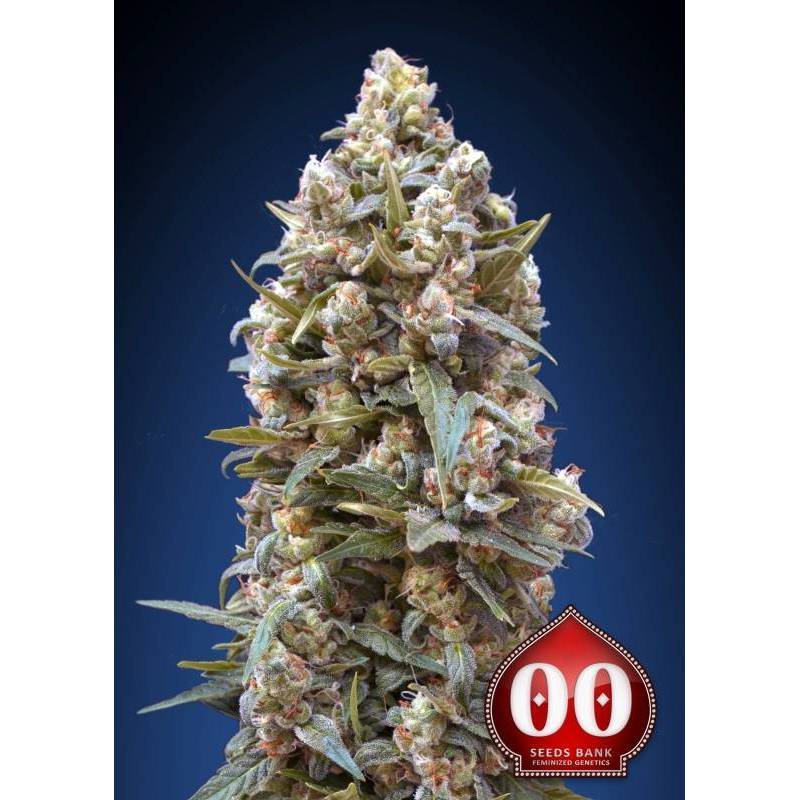 00 Kush Autofloreciente Feminizada de 00 Seeds