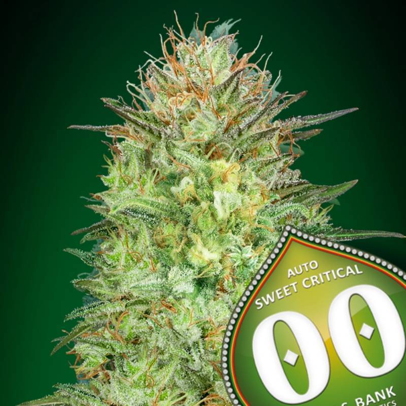 Sweet Critical Autofloreciente Feminizada de 