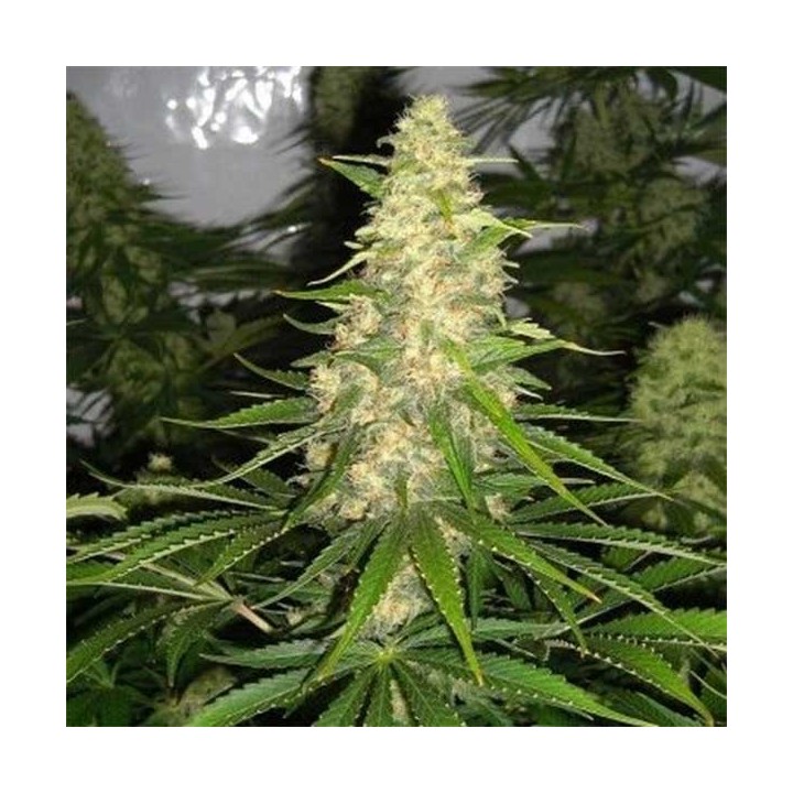Critical Max Feminizada (a granel) - OS de Genericos MP