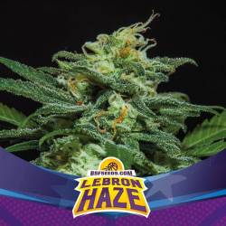 Lebron Haze Xxl Auto