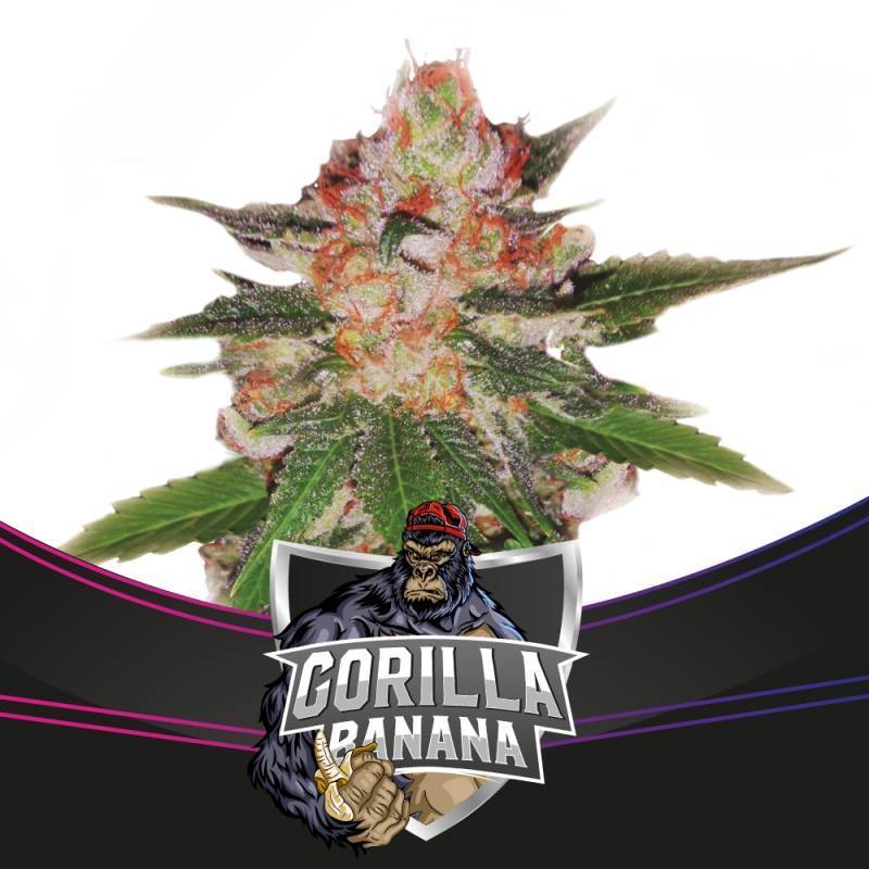 Gorilla Banana de BSF Seeds