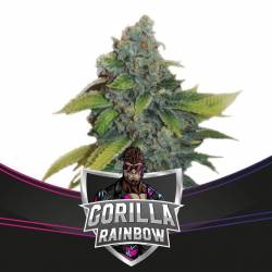 Gorilla Rainbows de BSF Seeds