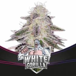 White Gorilla de BSF Seeds