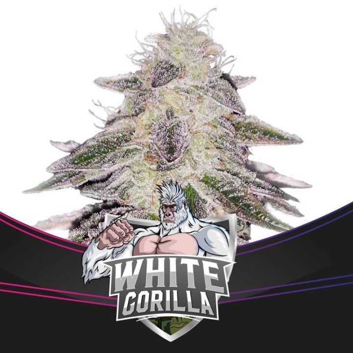 White Gorilla de BSF Seeds