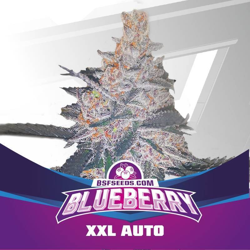 Blueberry XXL Auto de BSF Seeds