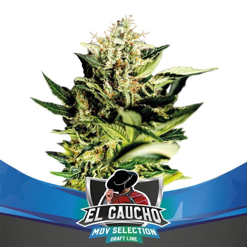 El Gaucho Fast version de BSF Seeds