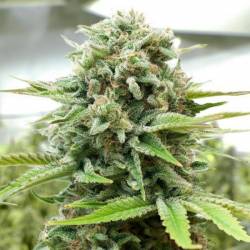 Moby-D Feminizada de BSF Seeds