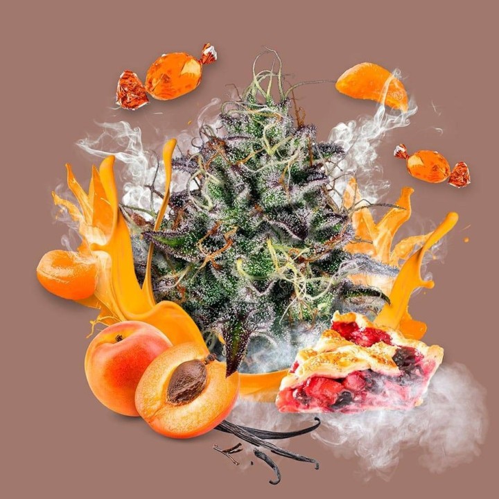 Apricot Candy de Paradise Seeds