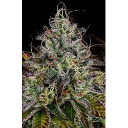 Apricot Candy de Paradise Seeds