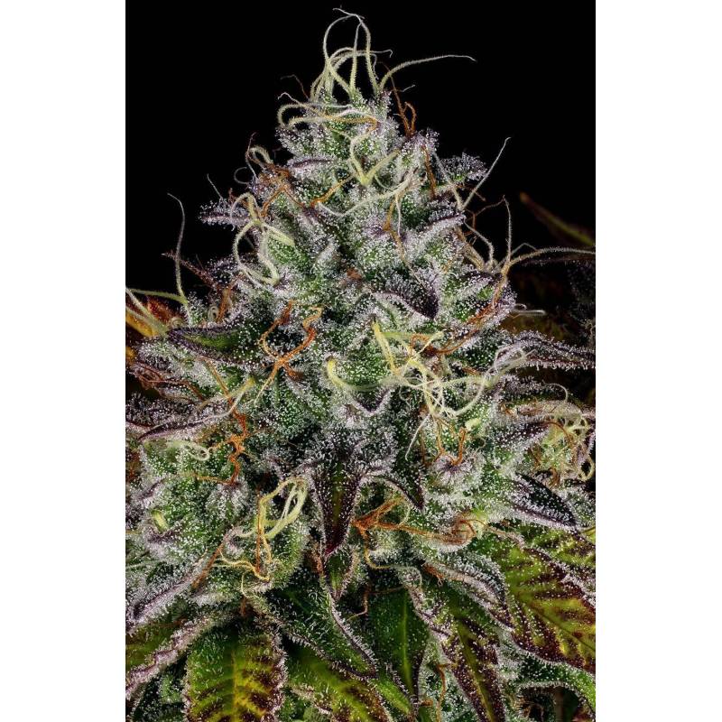 Apricot Candy de Paradise Seeds