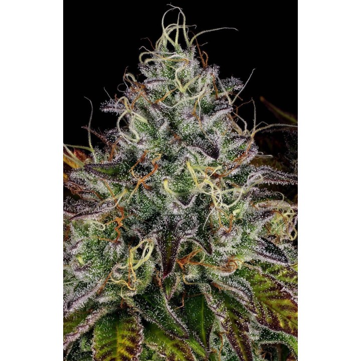 Apricot Candy de Paradise Seeds