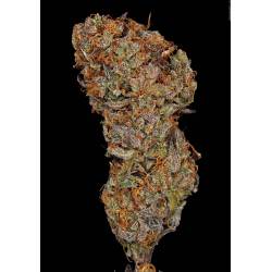 Apricot Candy - Paradise Seeds