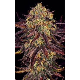 Tangerine Sorbet de Paradise Seeds