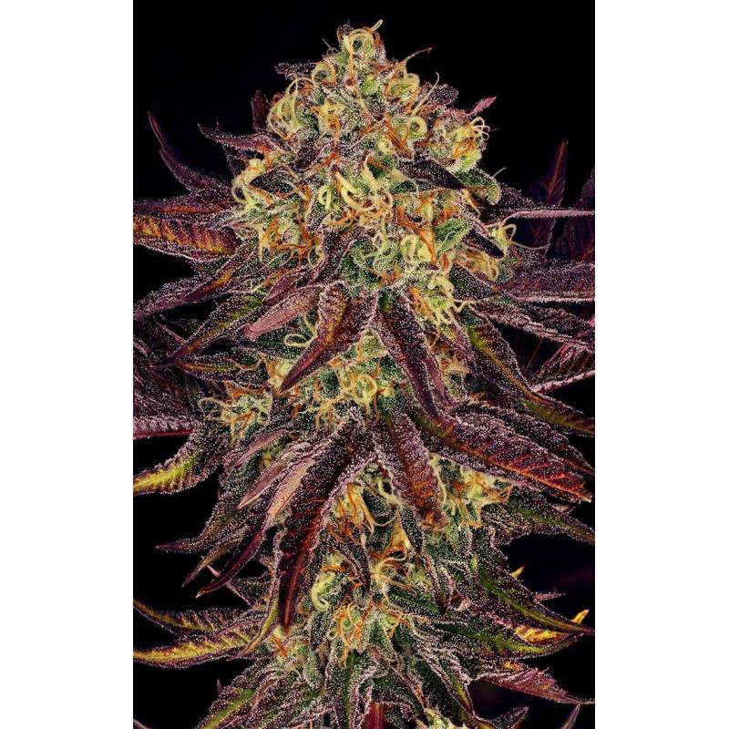 Tangerine Sorbet de Paradise Seeds