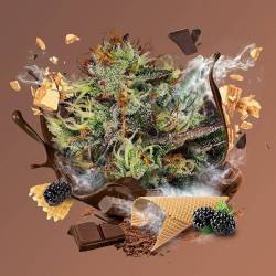 Chocolate Wafflez de Paradise Seeds